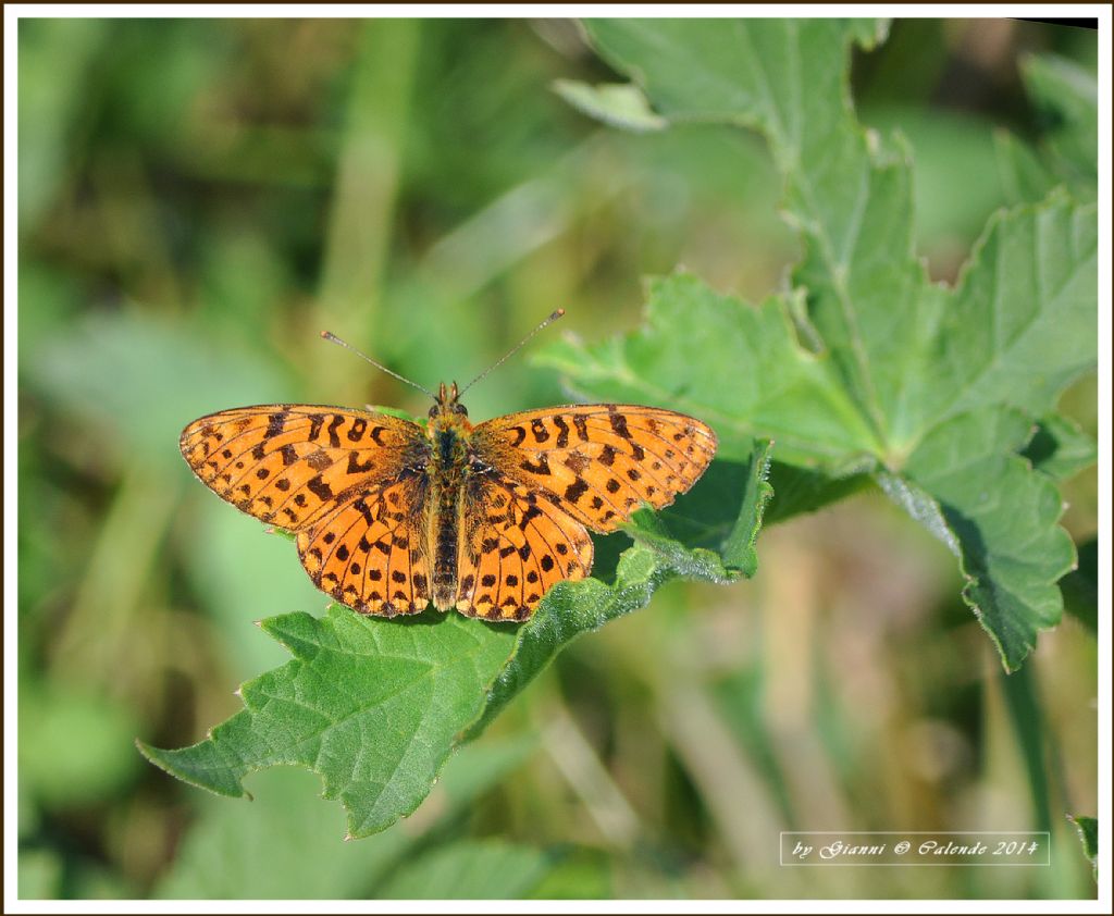 Boloria (Clossiana) euphrosyne